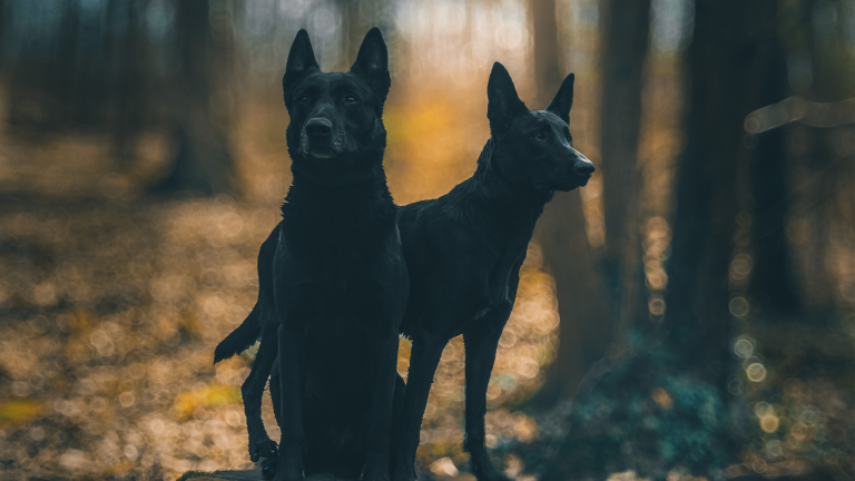 Deux chiens découvrent un chemin dans les bois.