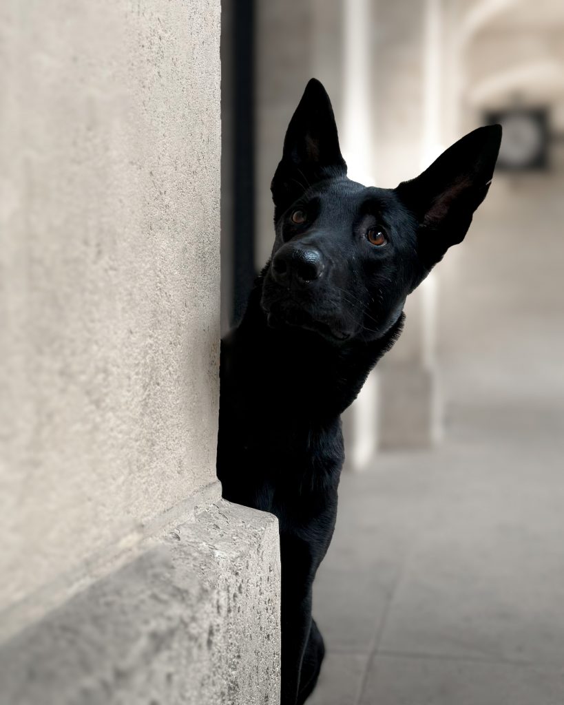 Un chien noir passe la tête au détour d’une colonne parisienne.