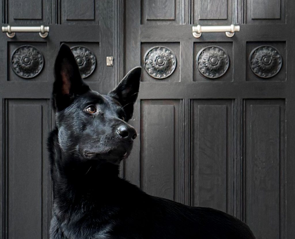 Un chien noir attend devant une grande porte en bois à Paris.