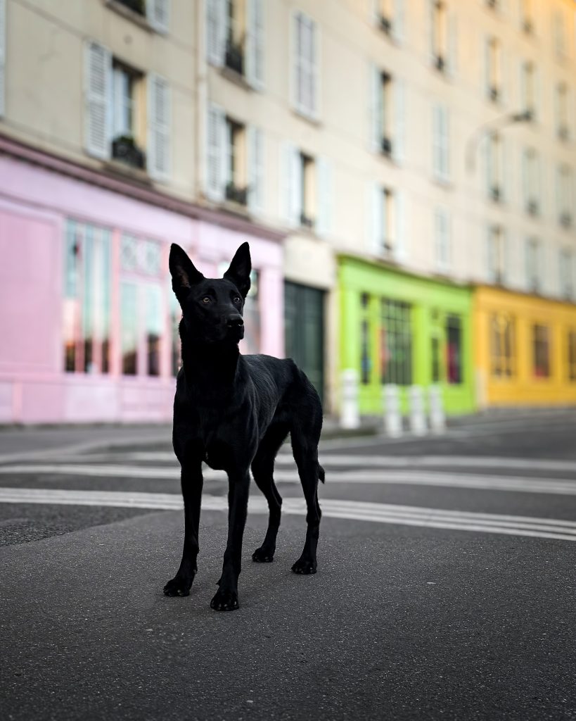 Un chien noir en balade dans une rue de Paris.