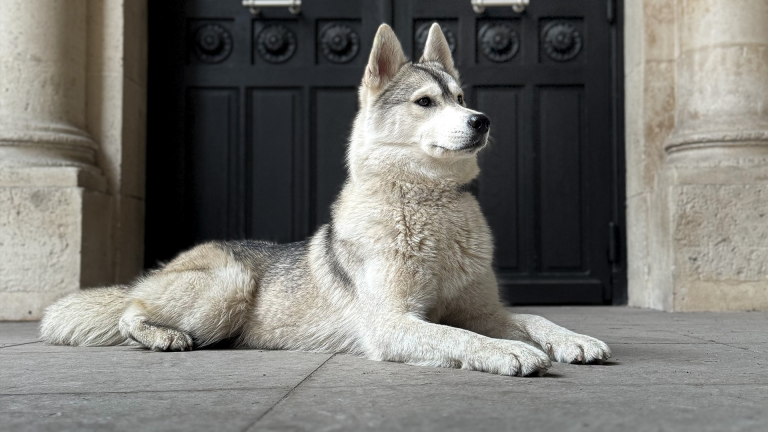 Un husky se repose devant une porte parisienne.